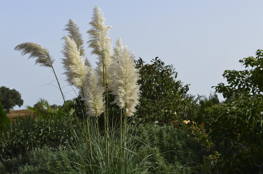 Bed & Breakfast Villa Lavanda Noci Zimmer foto